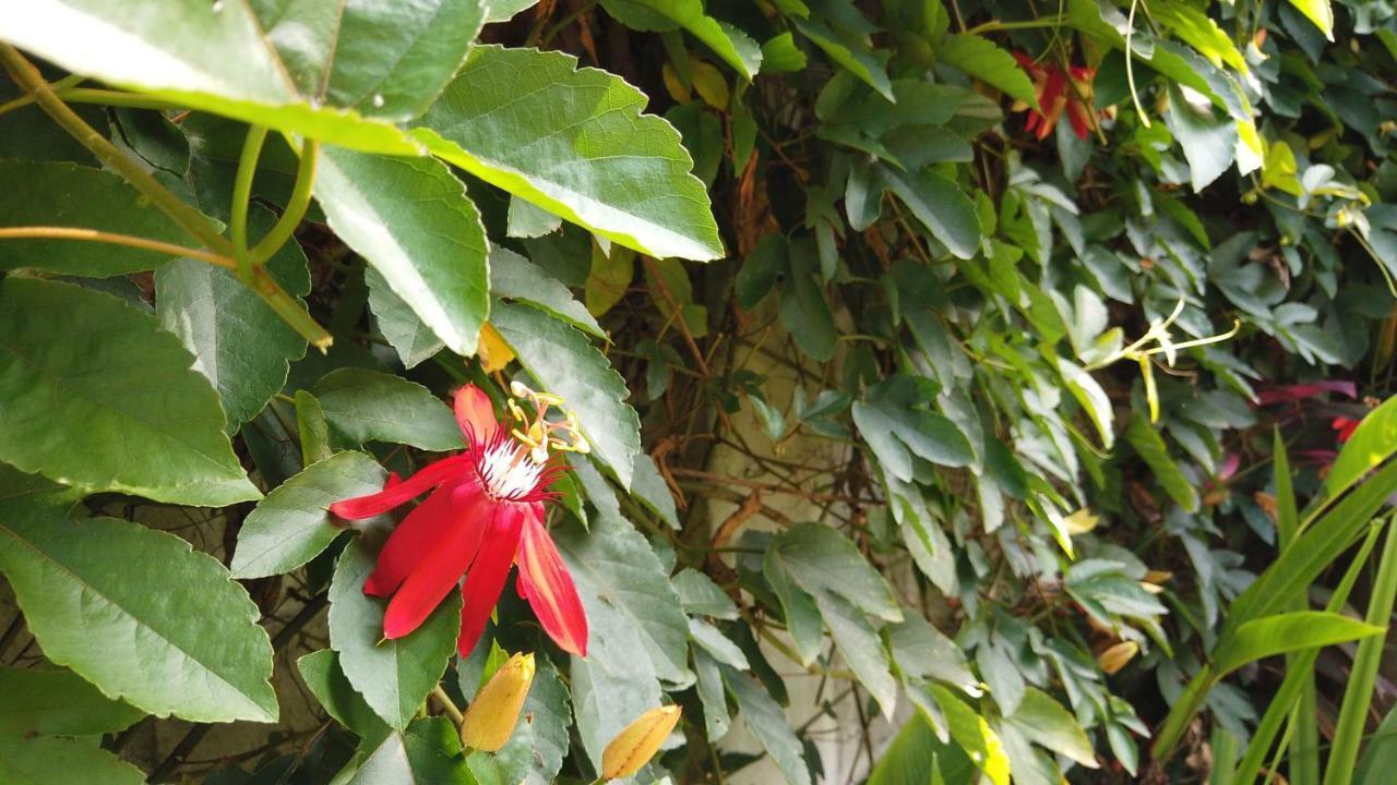 Villa Sindu Ubud Zewnętrze zdjęcie